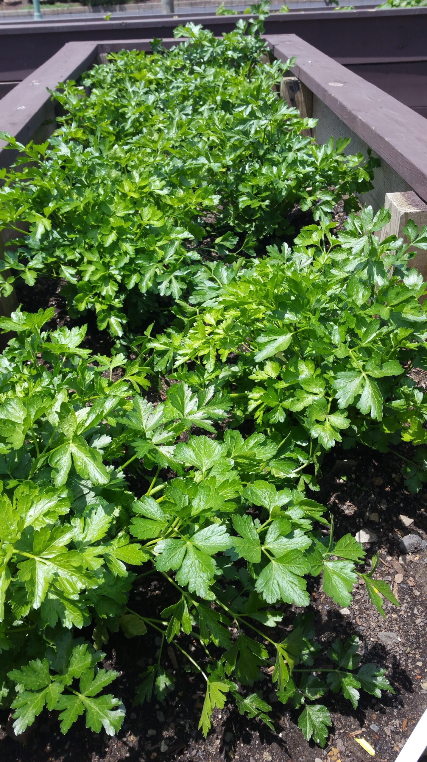 parsley