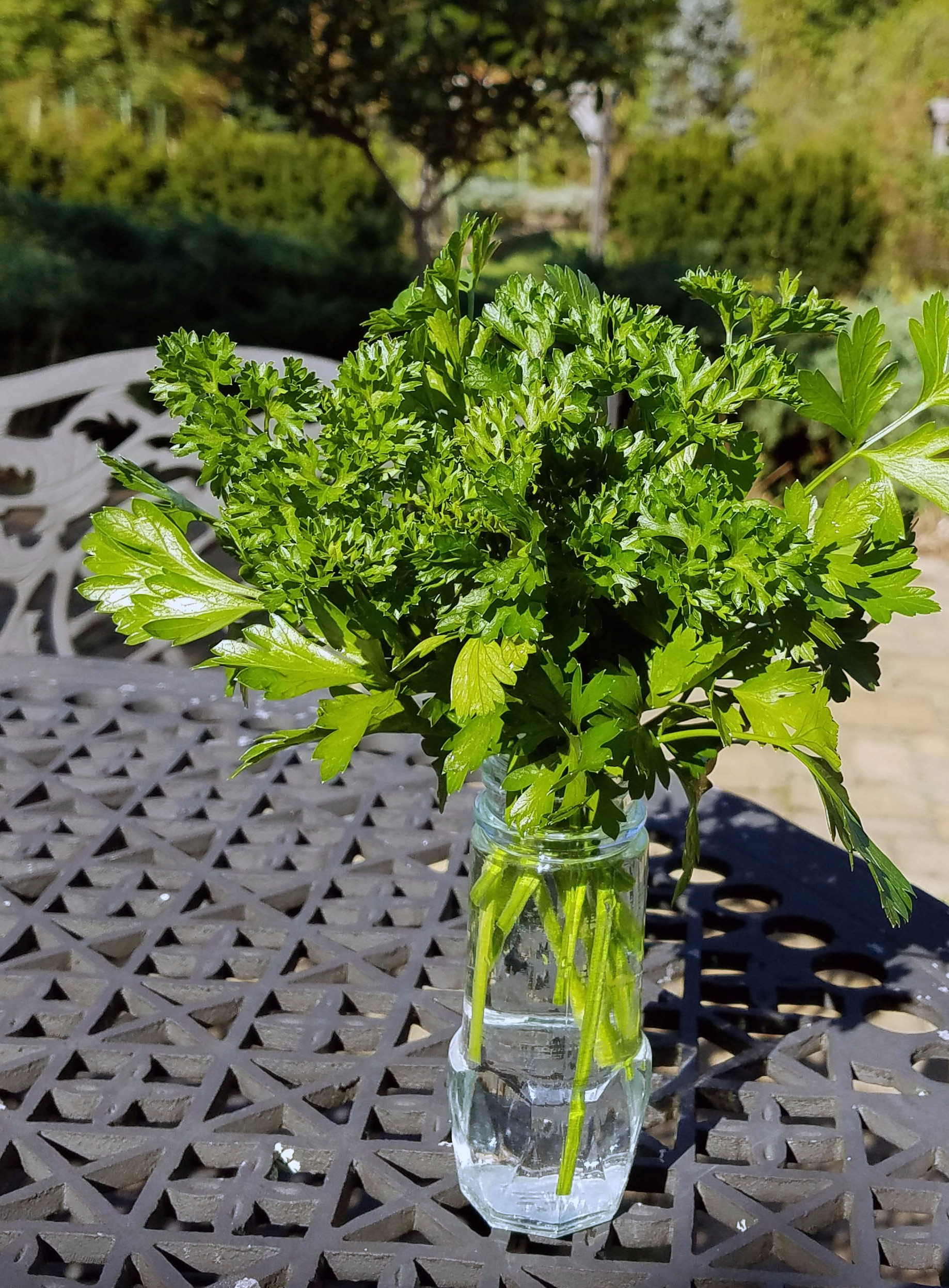 parsley in jar