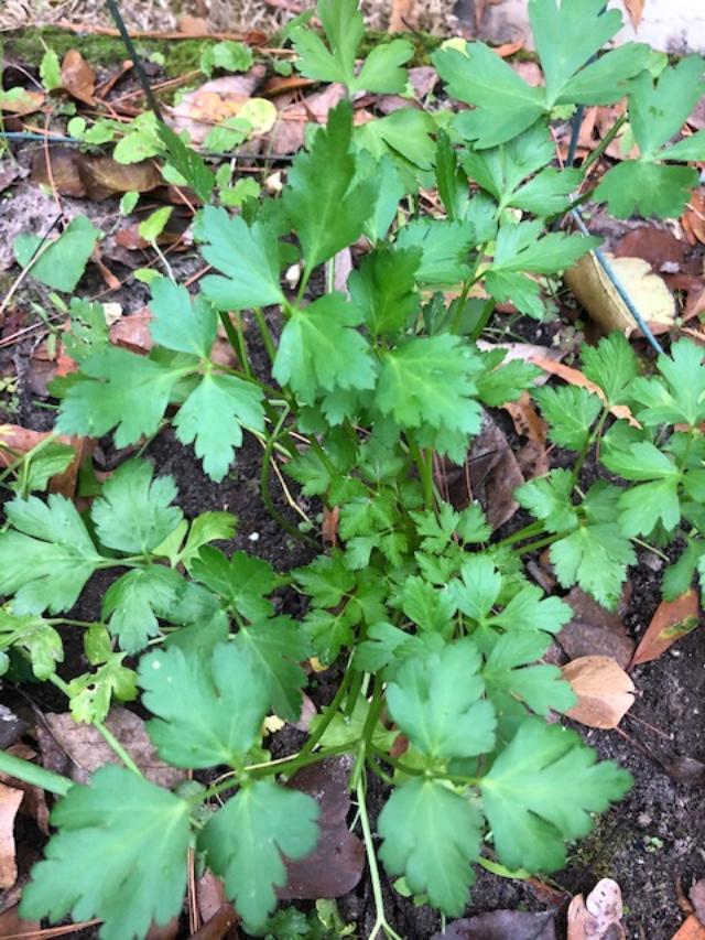 parsley italian
