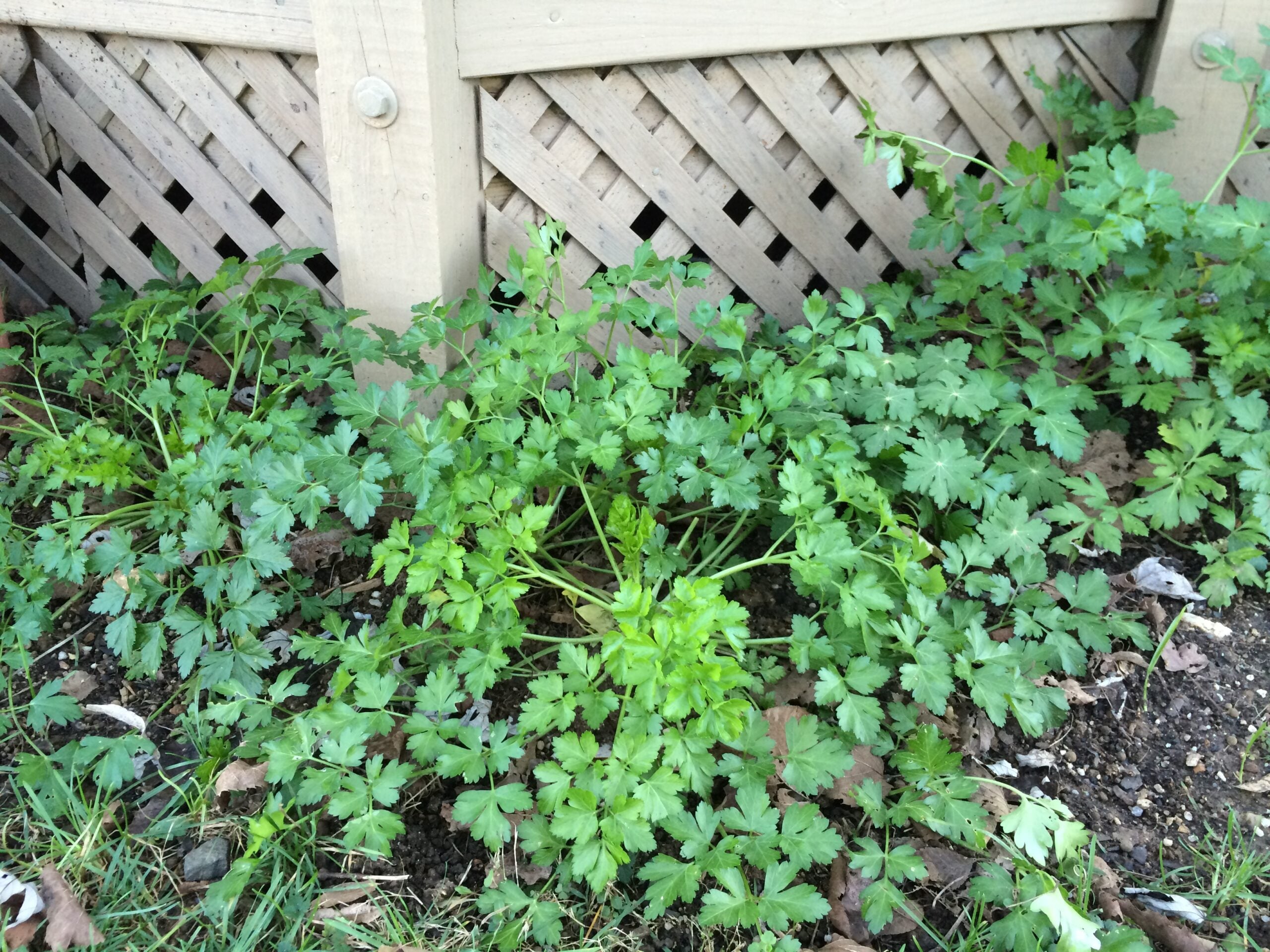 flat-leaf parsley in the garden