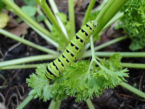 Parsley swallowtail