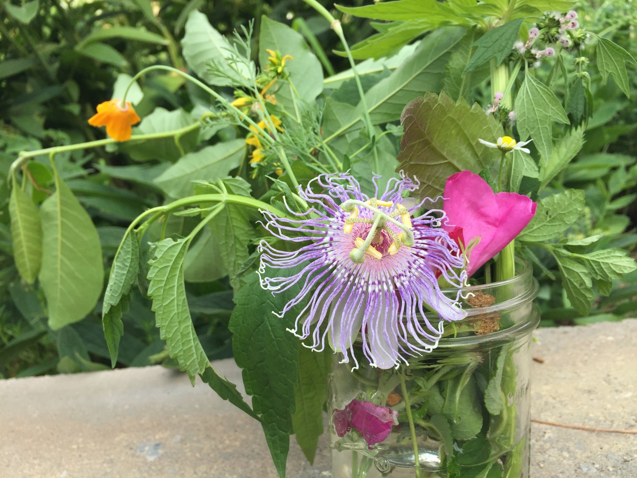 Passionflowerincarnata2019.2NervinesSedatives
