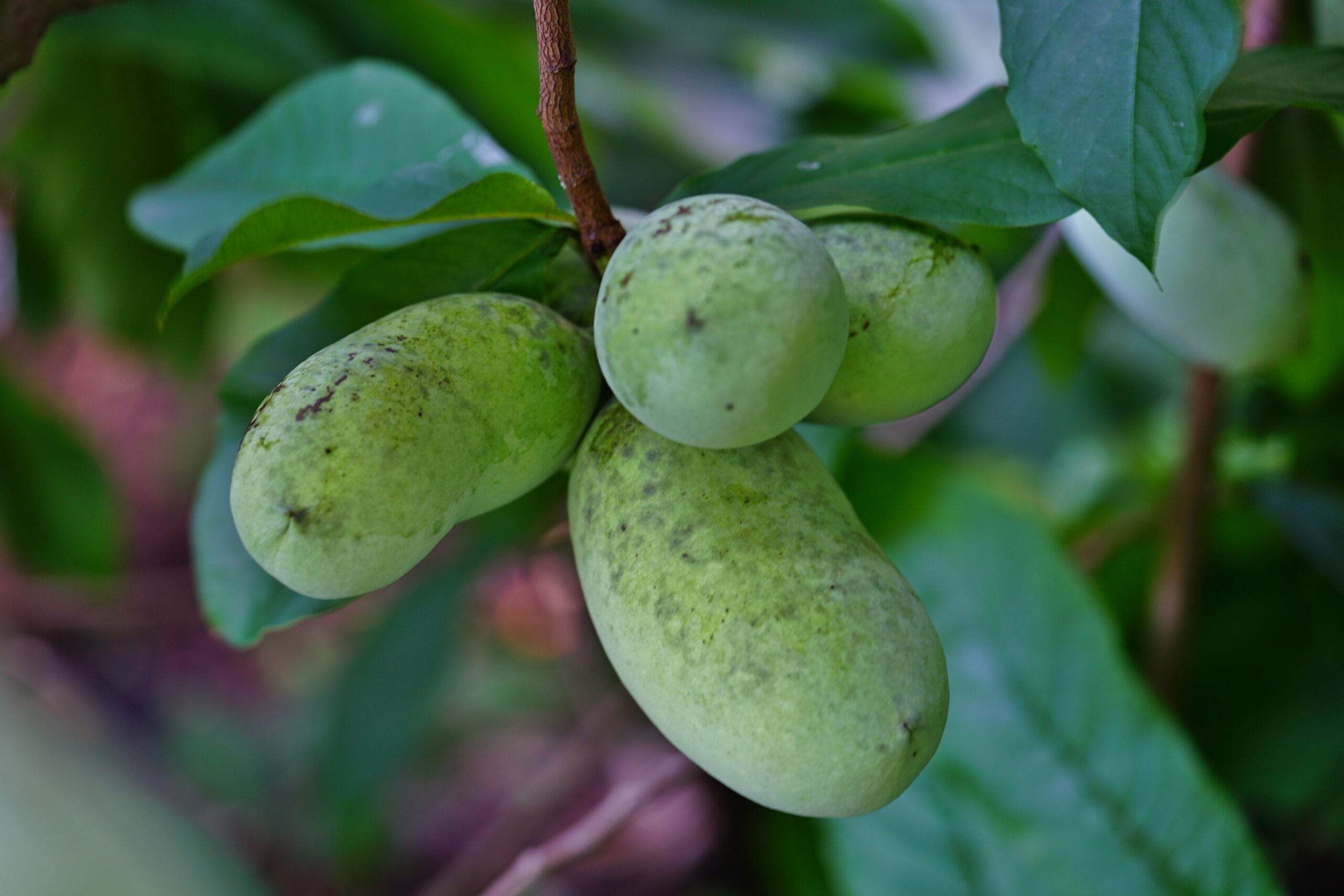 pawpaw on tree