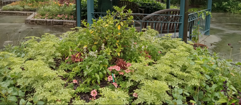 Pelargonium in garden display