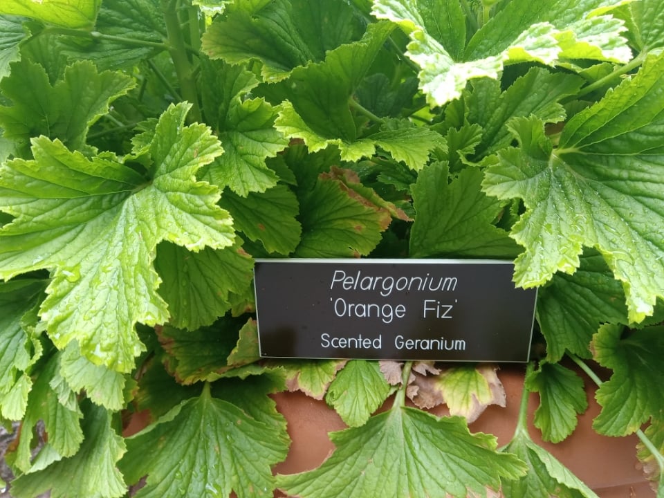 Pelargonium 'Orange Fizz'