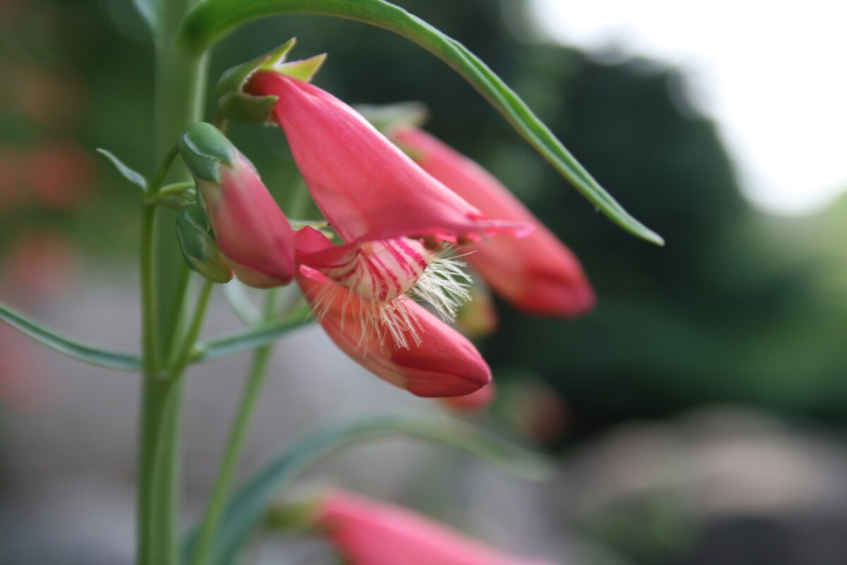 The bearded, pink flowers of Penstemon barbatus (beardtongue)