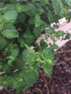 peppermint