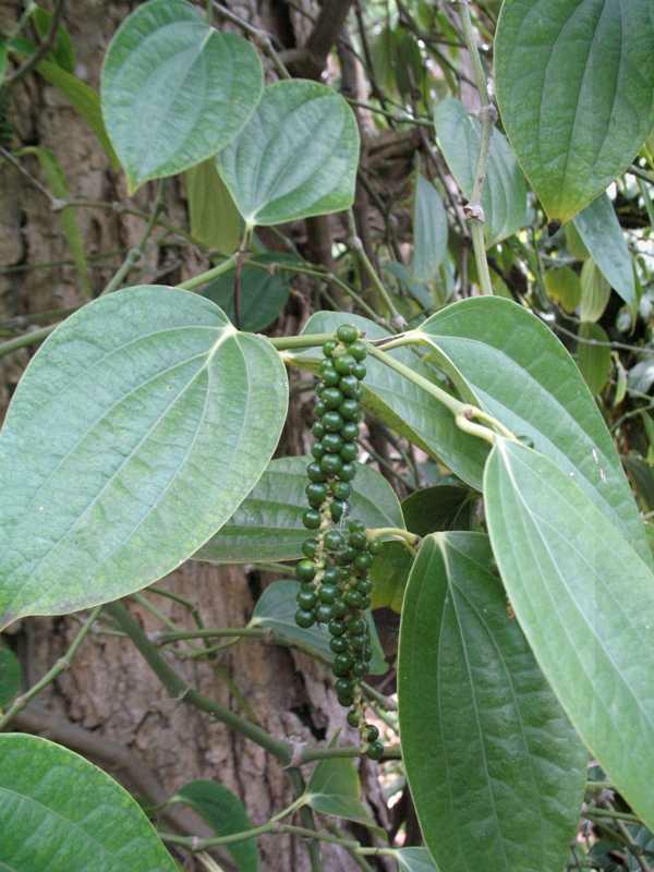 pepppercorn drupe from Missouri Botantical Garden