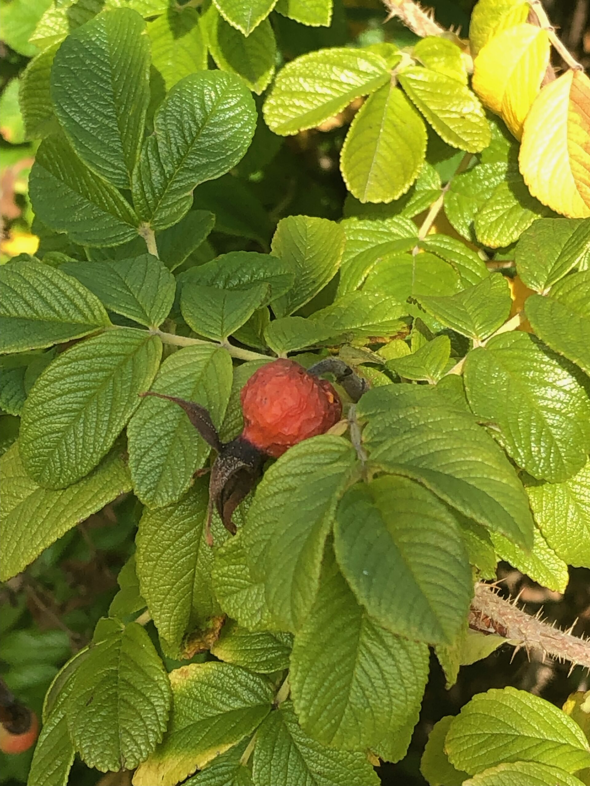 Rose hip