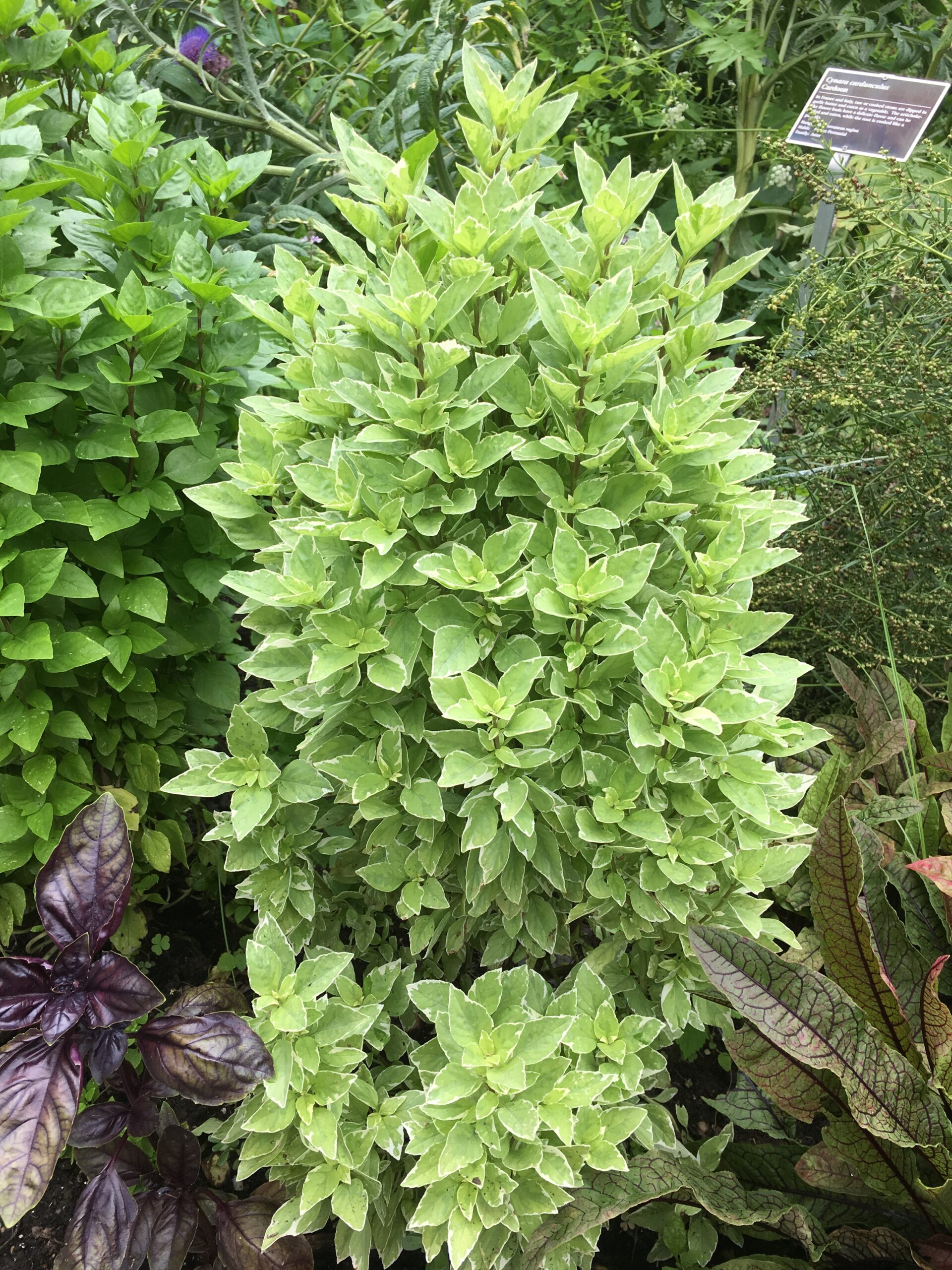 Pesto Perpetuo