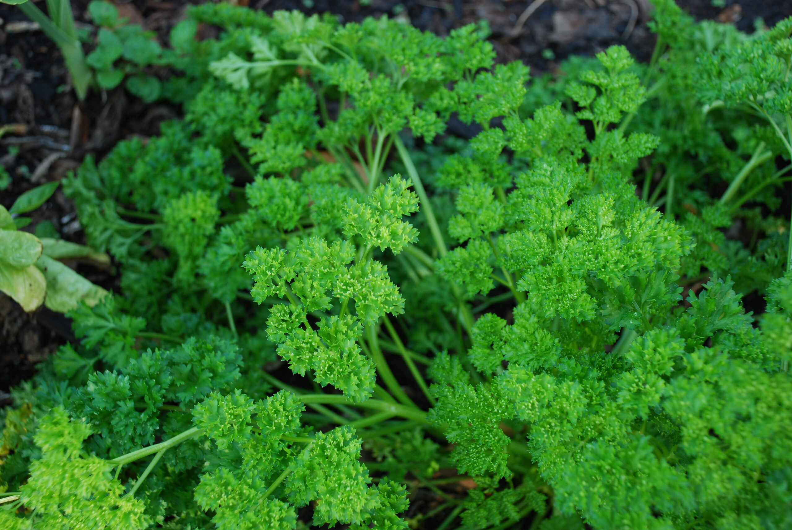 Curly parsley leaves