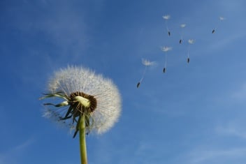 Dandelion flower