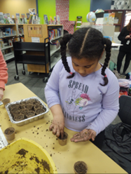 A kid sows seeds into a small pot