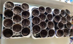 Aluminum pans with pots of soil for sowing seeds