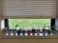 An array of potted herbs on a window sill