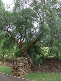 Pink peppercorn tree forest kim star