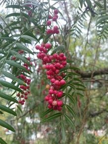 Pink peppercorn