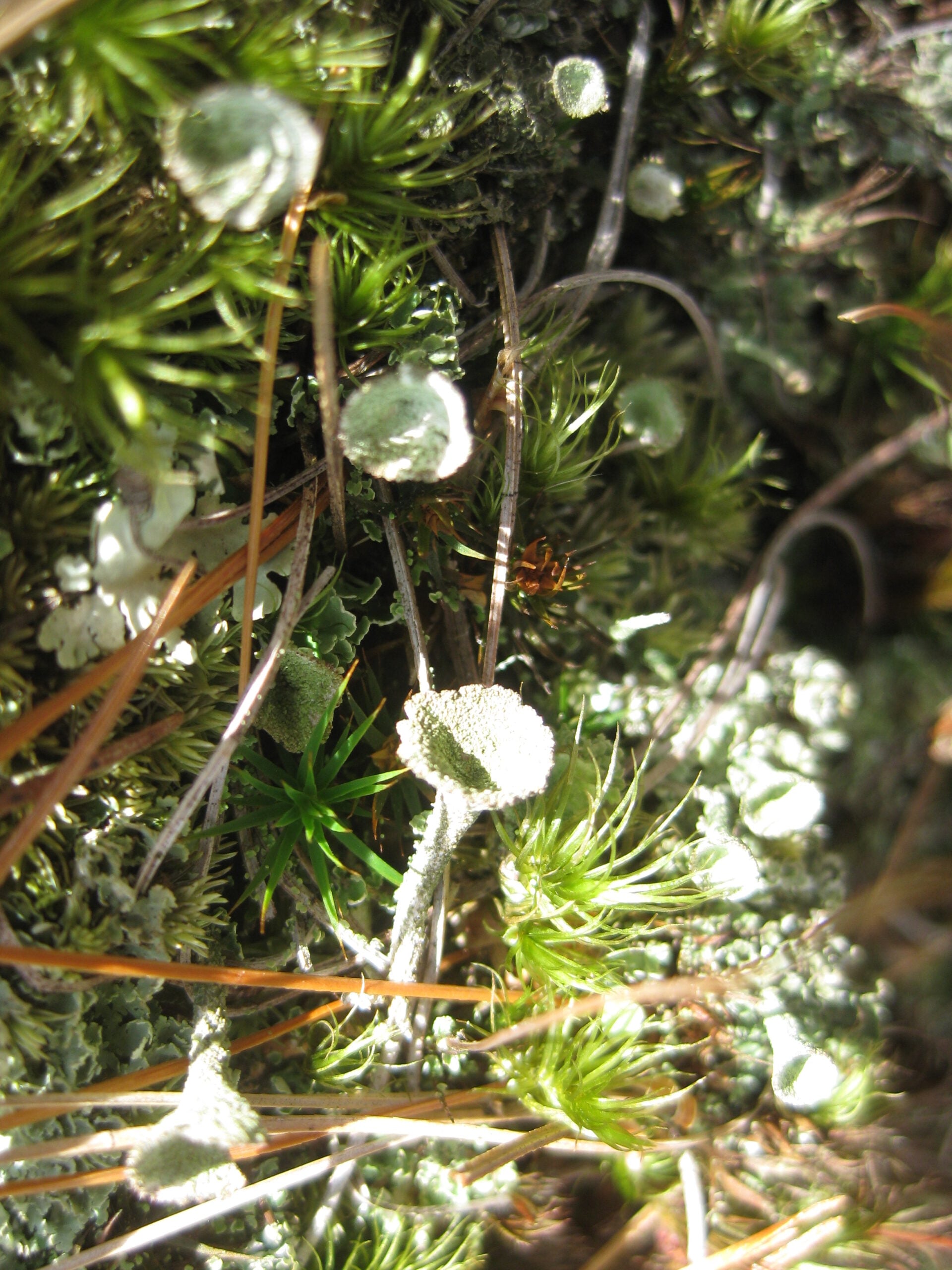 Pixie cup lichen and Dracanum moss spp
