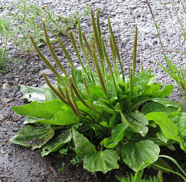 The large round leaves and slender flower stalks of broad leaf plantain (Plantago major)