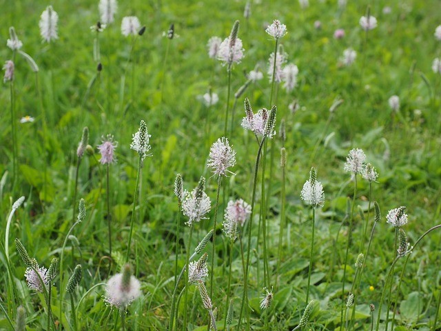 plantain flowering