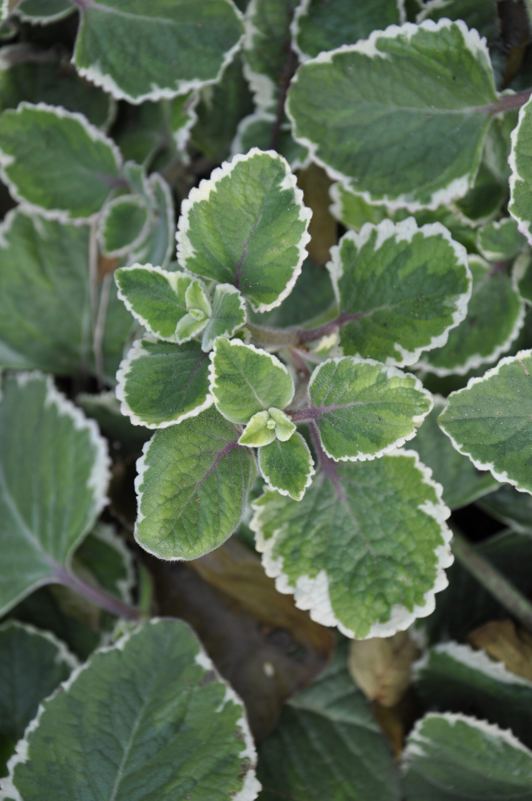 Plectranthus amboinicus
