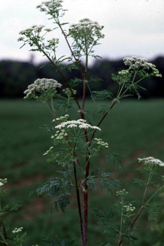 poison hemlock