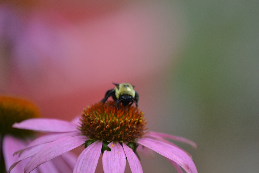 pollinator 2