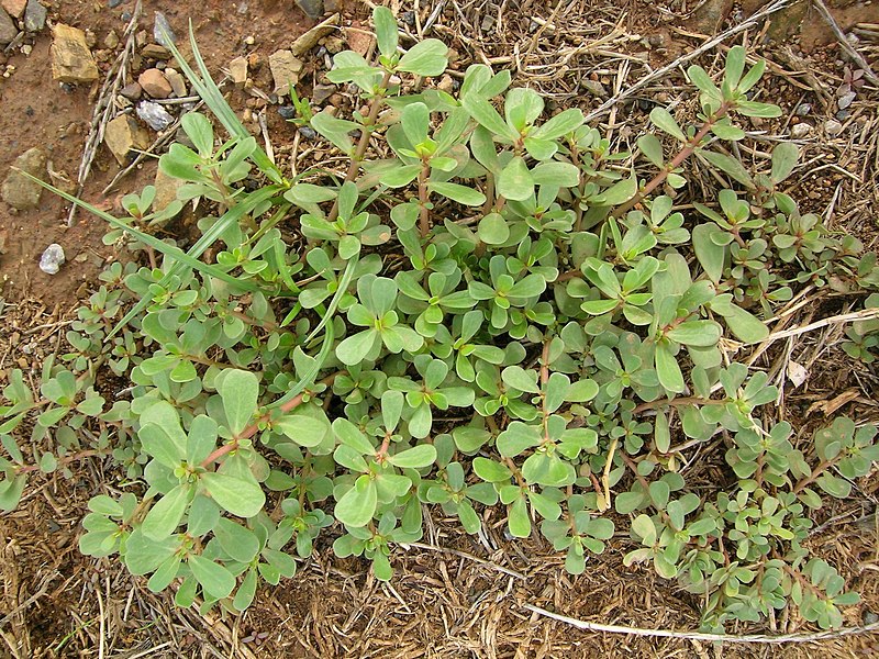 The succulent, jade-like leaves of purslane (Portulaca oleracea)