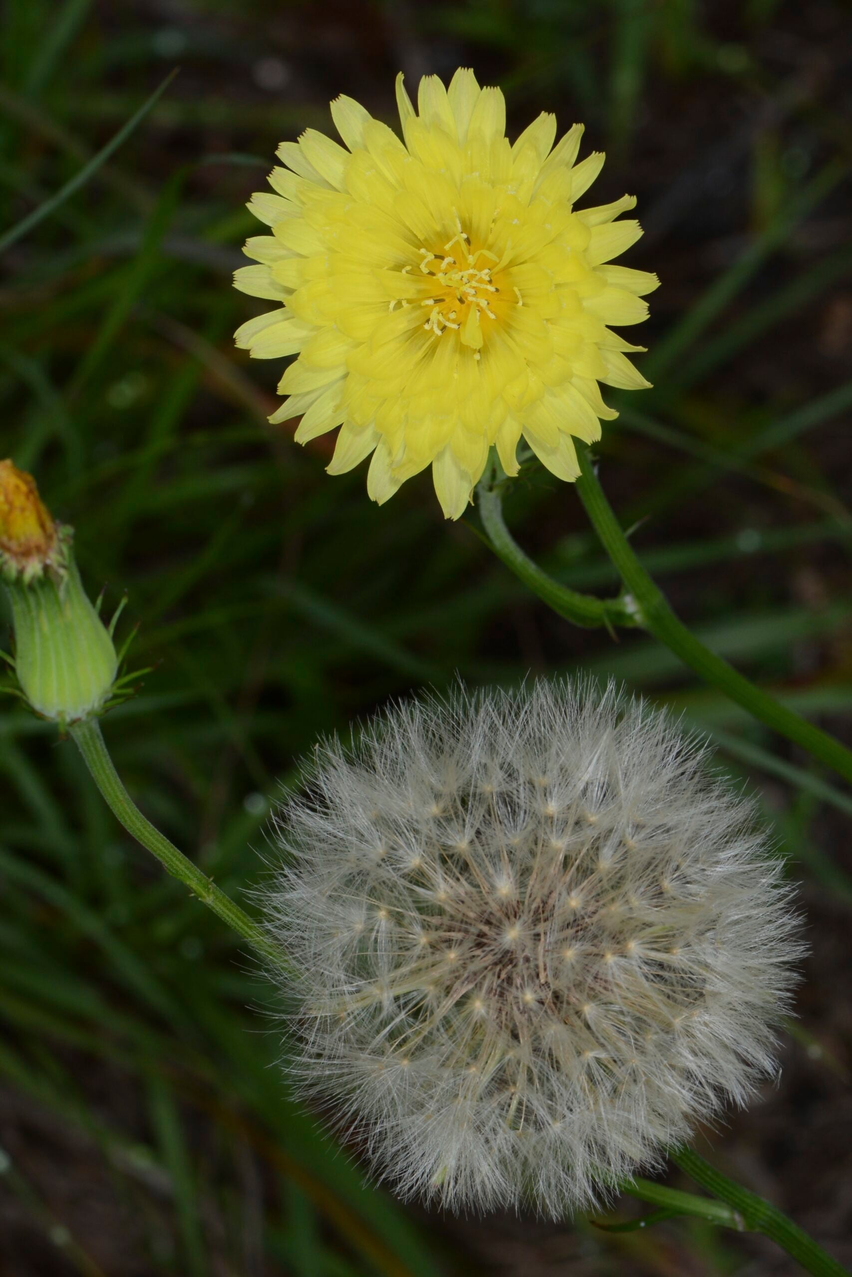 Photo of Pyrrhopappus carolinianus, Mt. Pleasant, South Carolina