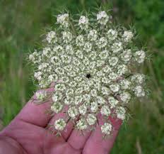 Queen Anne's Lace 2