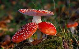 red mushroom