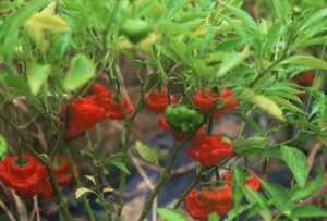 Ripe rocotillo chile peppers ready for harvest