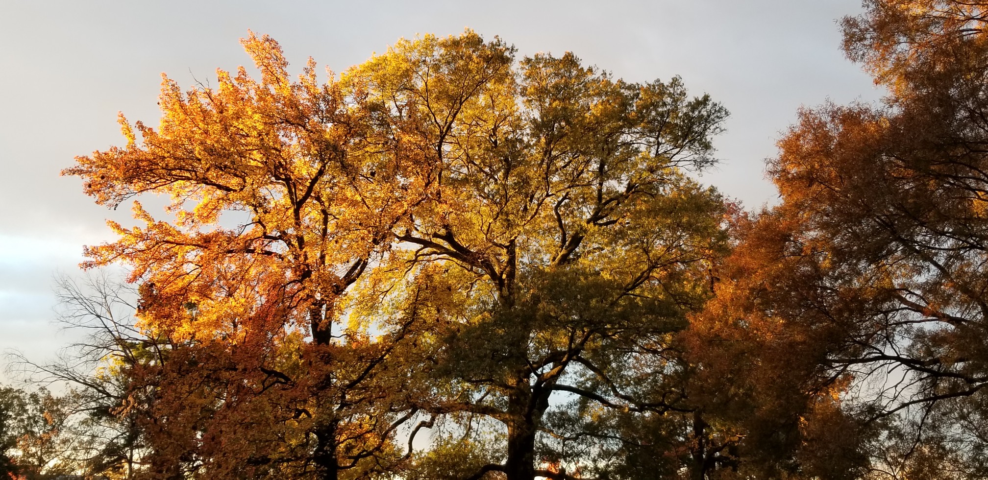 Autumn leaves on trees