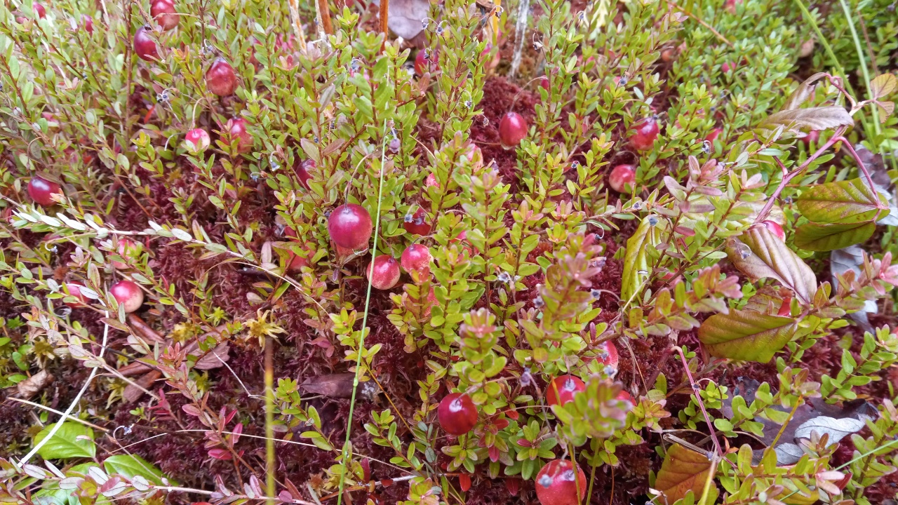 Cranberrie
