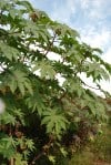 The large, umbrella-like leaves of the castor plant (Ricinus communis)