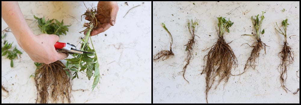 Root division cutting back
