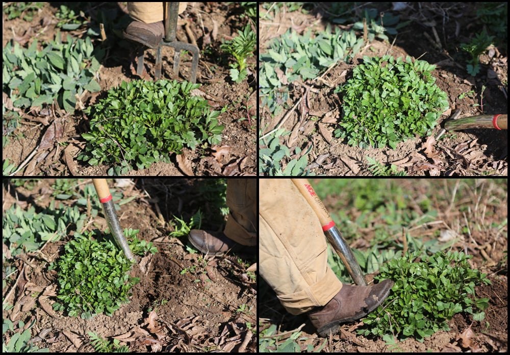 root division tools