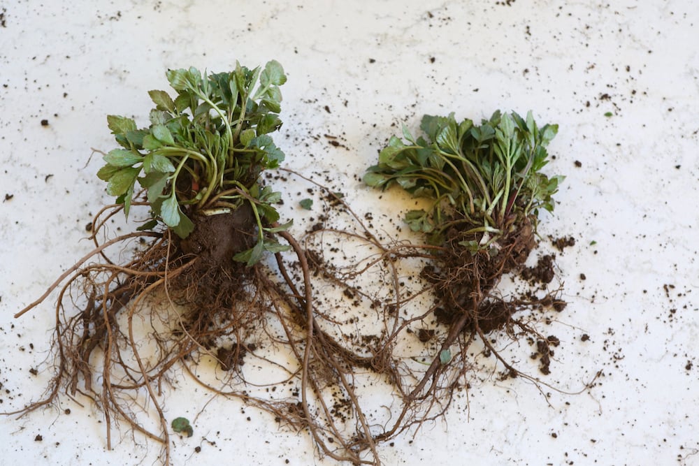 root division two plants