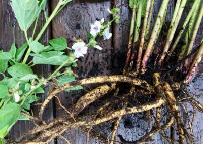A Simple Gut Healing Chai Tea