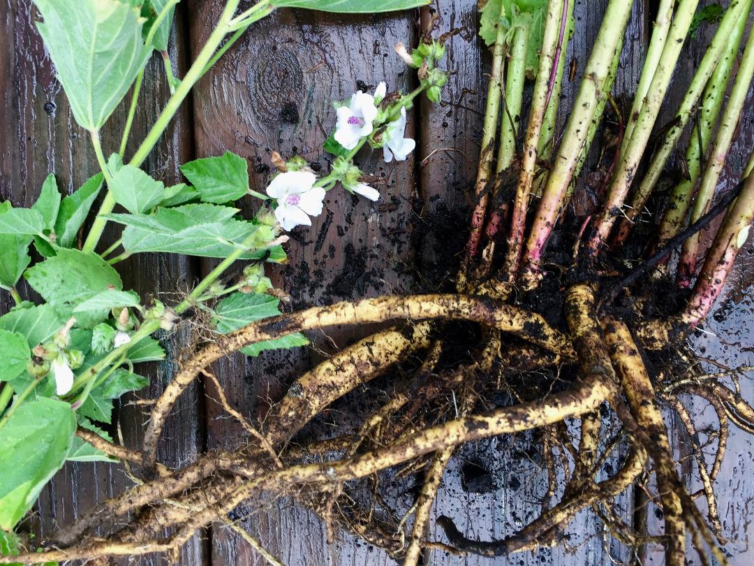 roots