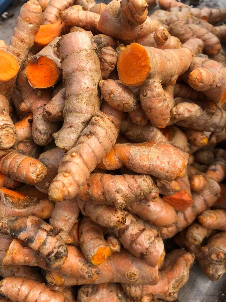 Our Experience Cultivating & Harvesting Turmeric