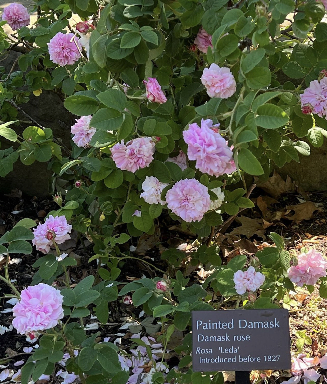 Rosa 'Leda' (Damask rose)