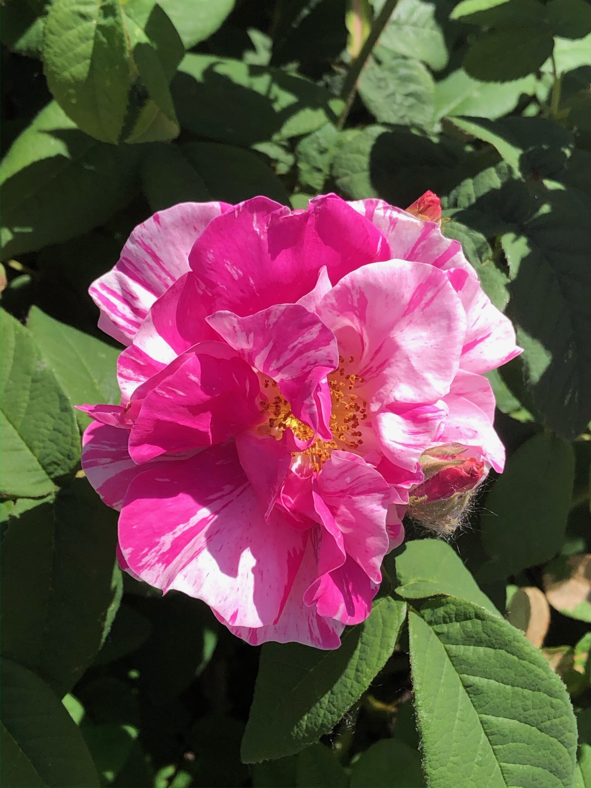Rosa 'Rosamundi'