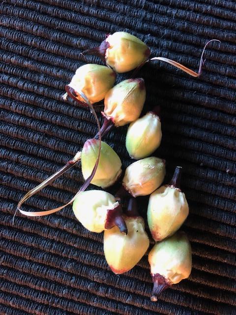 A group of white roselle seed pods with calyces removed
