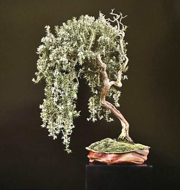 Rosemary bonsai