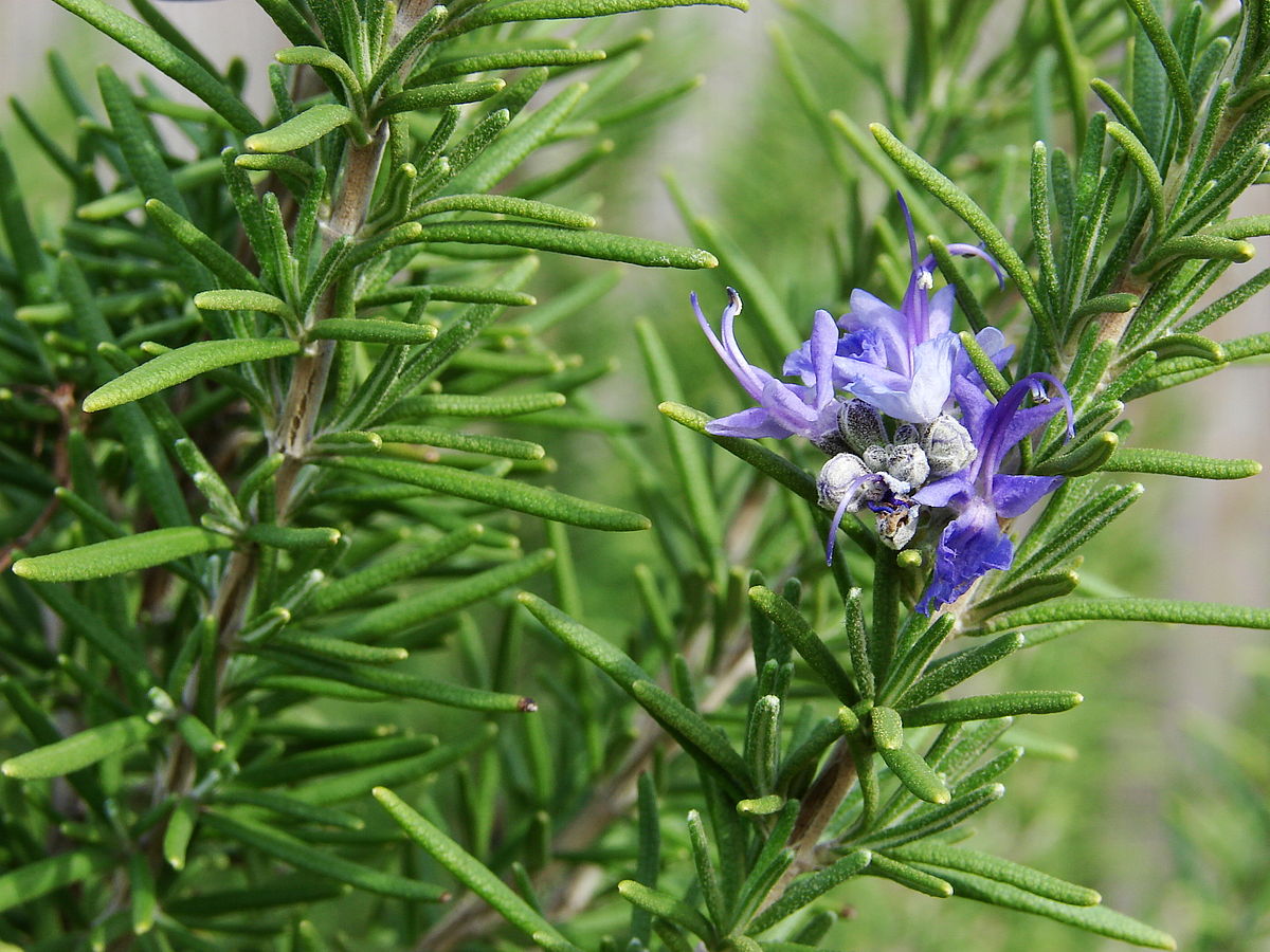 Thin green leaves of rosemary with its purple blue flowers