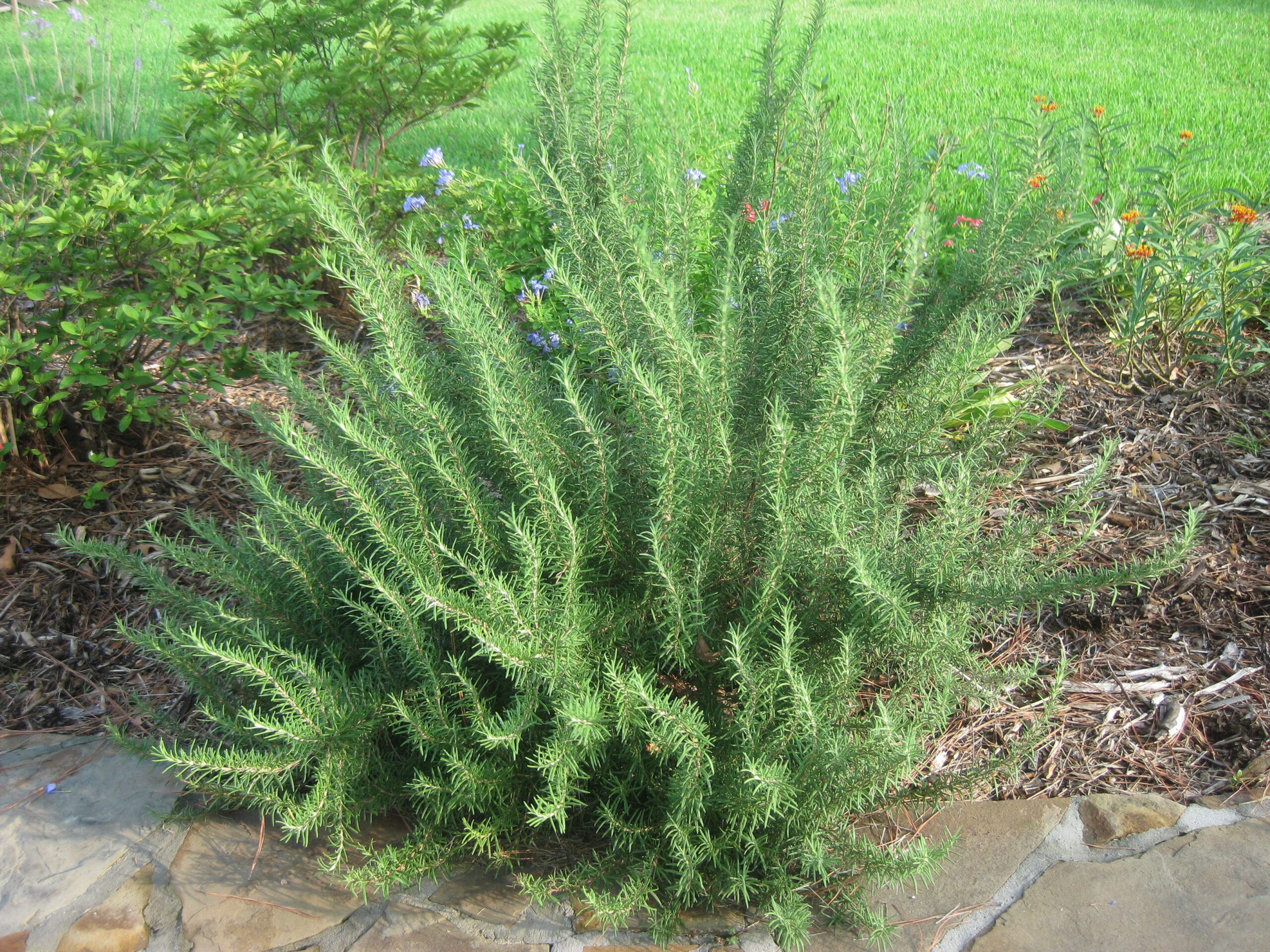 Rosemary plant