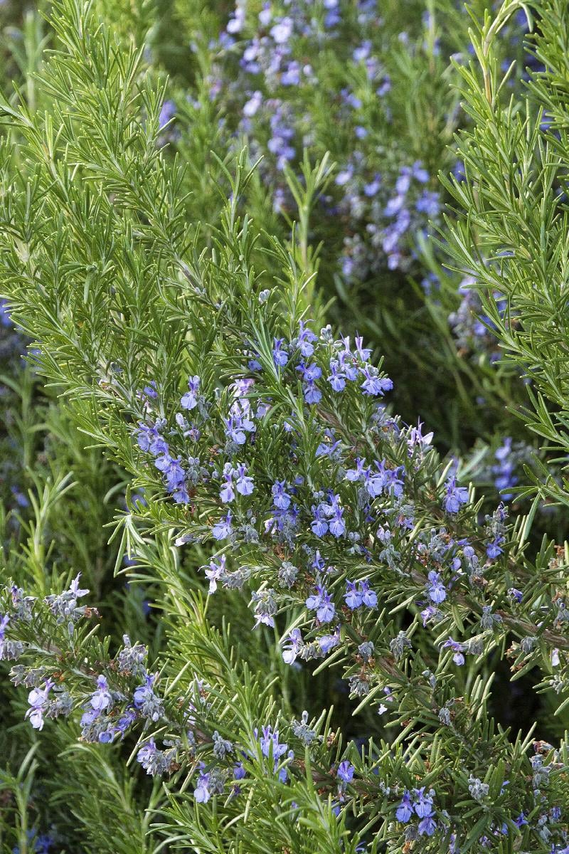 'Tuscan Blue' rosemary