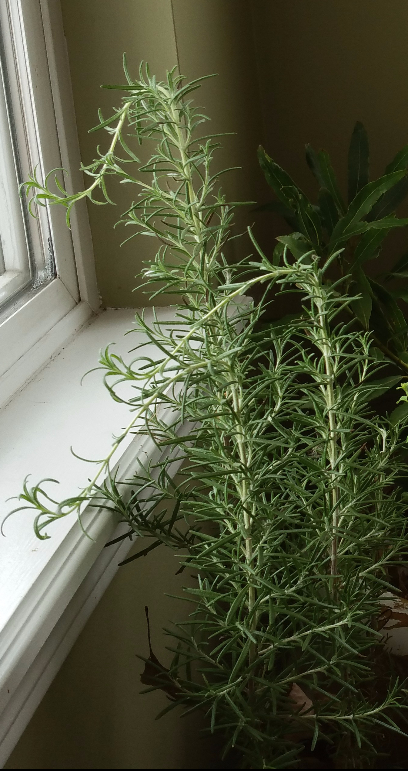 Rosemary winter group