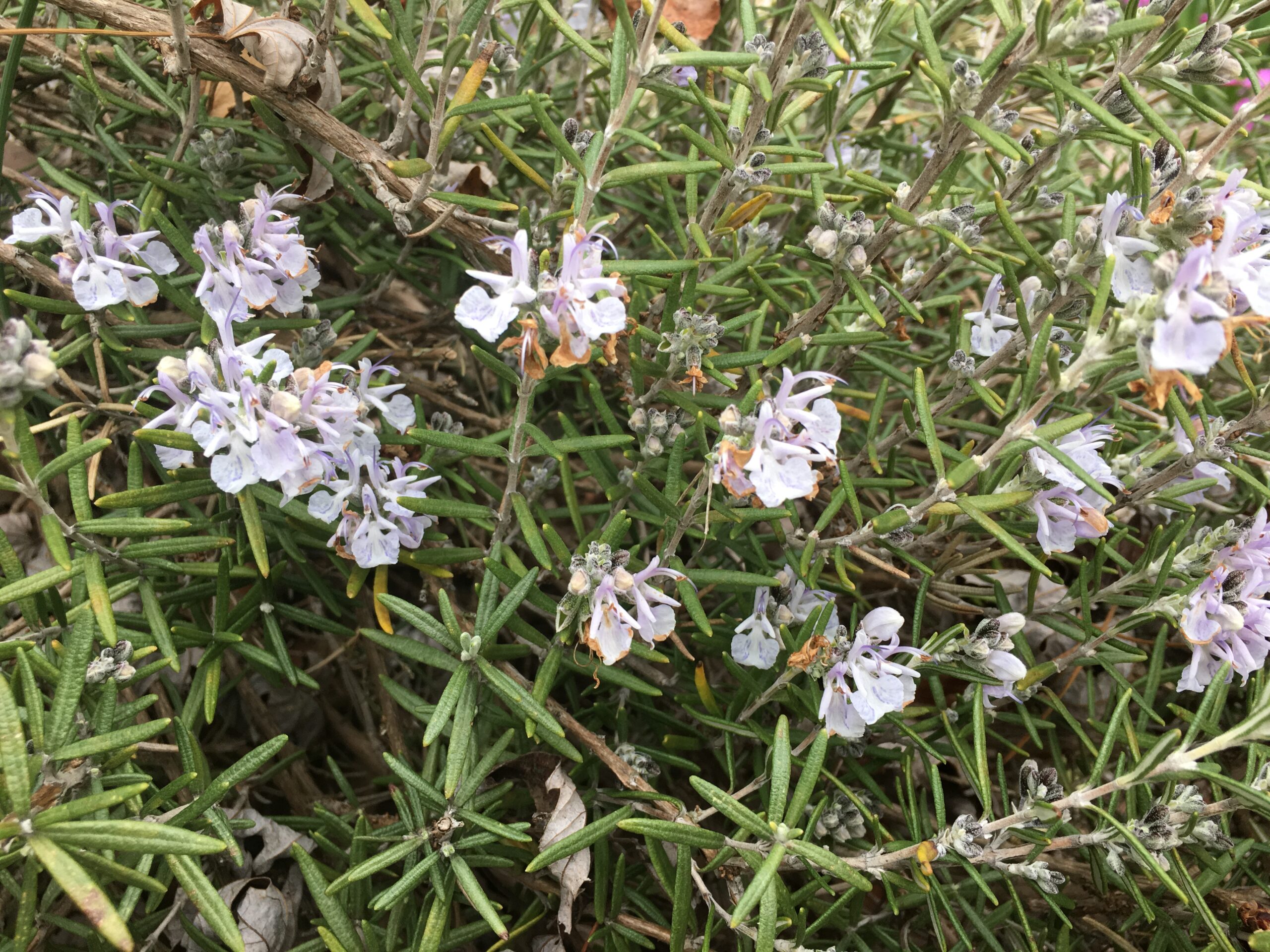 Rosemary leaves and flowers